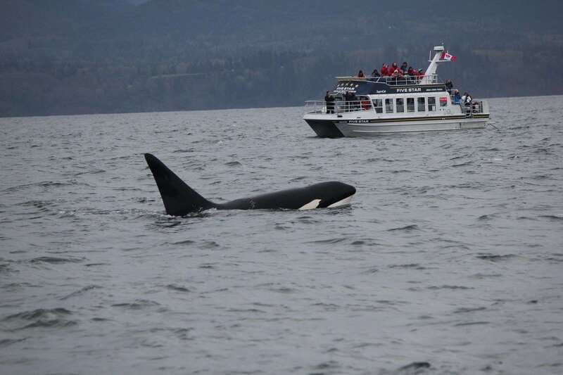 Victoria BC: 3-Hour Whale Watching Expedition - Key points to know before you book
