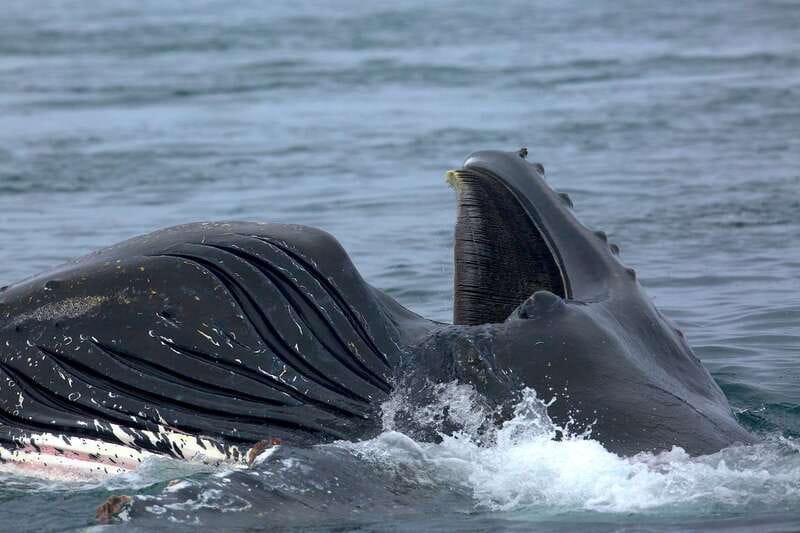 Victoria BC: 3-Hour Whale Watching Expedition - Who should book this tour