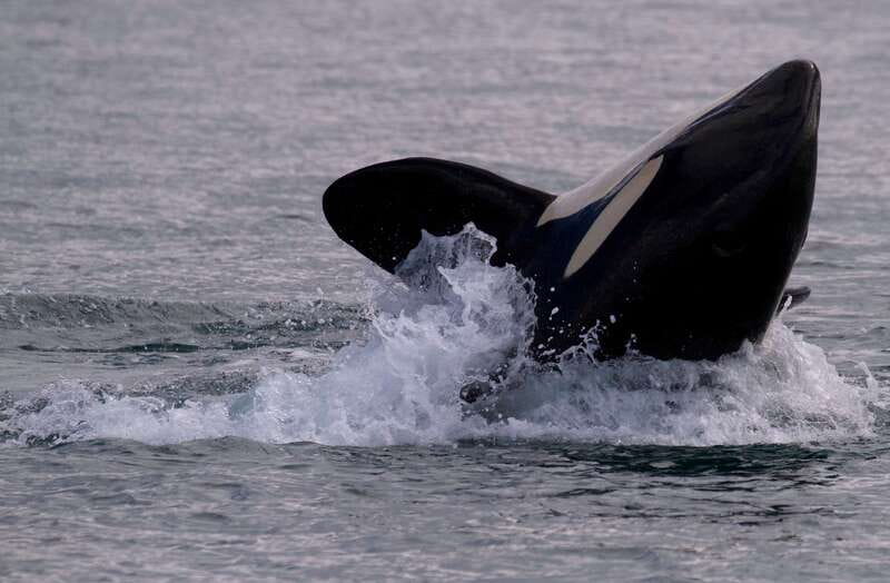 Victoria BC: 3-Hour Whale Watching Expedition - Why this Victoria whale watching trip is worth considering