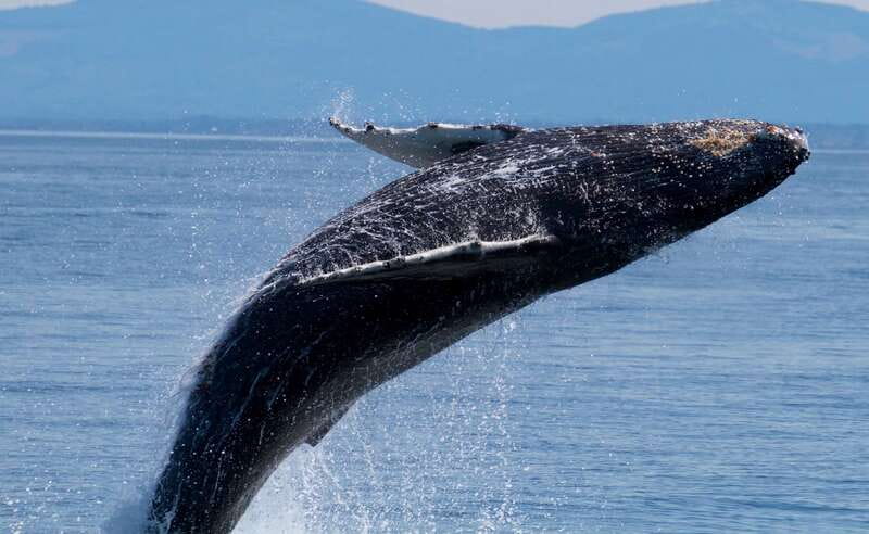 Victoria BC: 3-Hour Whale Watching Expedition - Getting aboard the 40-passenger catamaran
