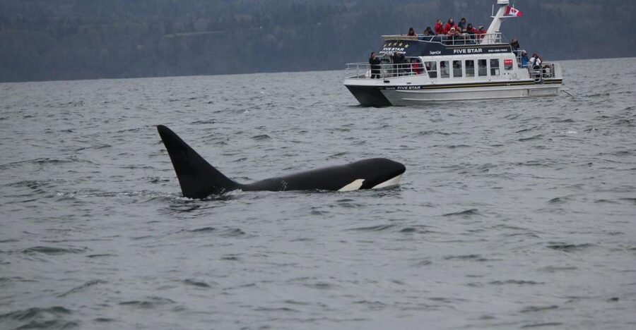 Victoria BC: 3-Hour Whale Watching Expedition - Searching the Salish Sea for whales