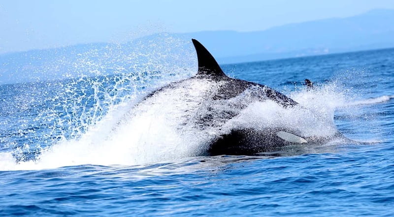 Victoria BC: 3-Hour Whale Watching Expedition - The animals you might see