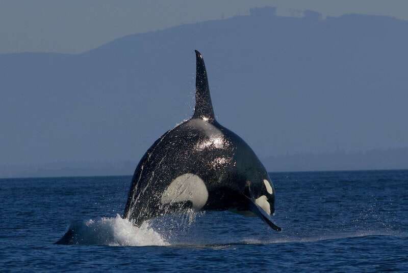Victoria BC: 3-Hour Whale Watching Expedition - What the guide adds to the three-hour outing