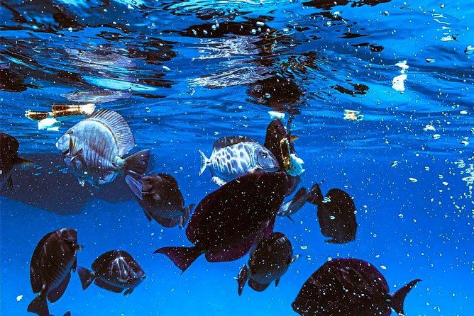 VIP Morning Delight Champagne Sailing and Snorkeling with Lunch - Sailing along Aruba’s coast