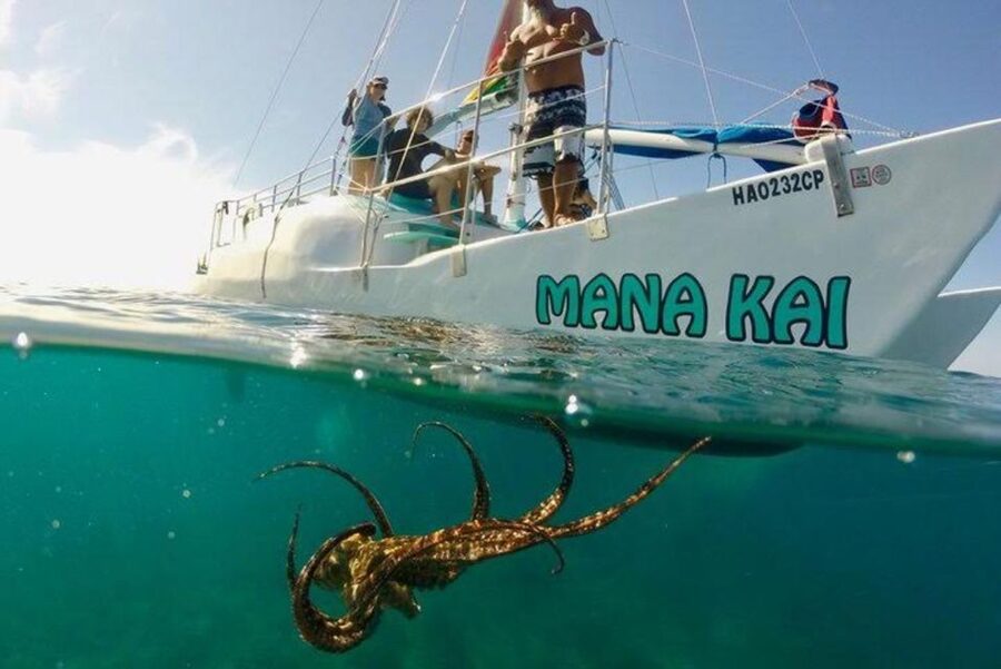 Waikiki Beach: Turtle Snorkeling and Sailing on Hāwea - Turtle Canyon and the search for green sea turtles