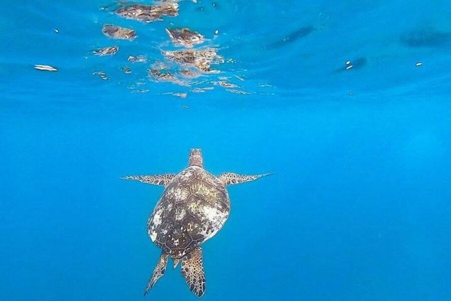 Waikiki Beach: Turtle Snorkeling and Sailing on Hāwea - Why the safety support matters