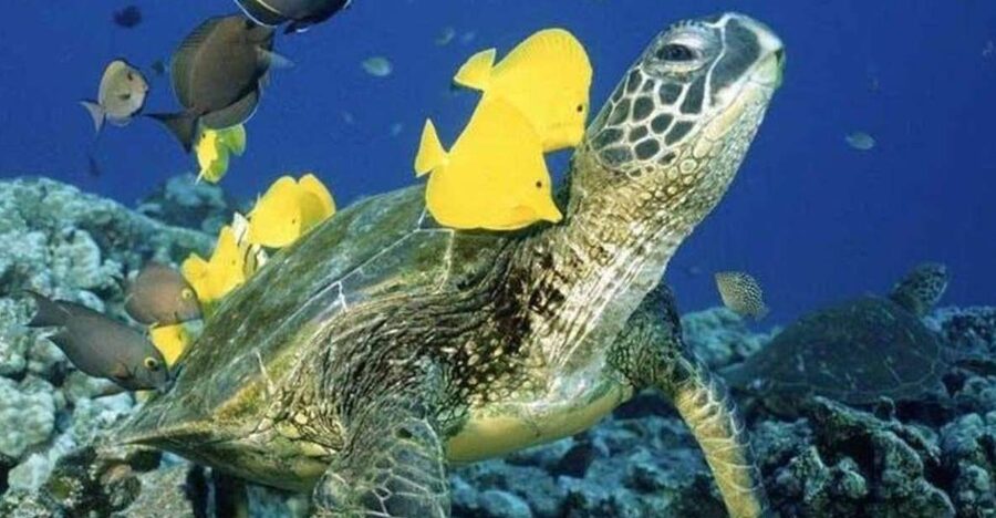 Waikiki Beach: Turtle Snorkeling and Sailing on Hāwea - Hāwea, a catamaran built for this coastline