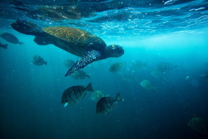 Waikiki Catamaran Snorkel Sail with Lunch: Turtles Guaranteed - From Kewalo Basin to Turtle Canyon