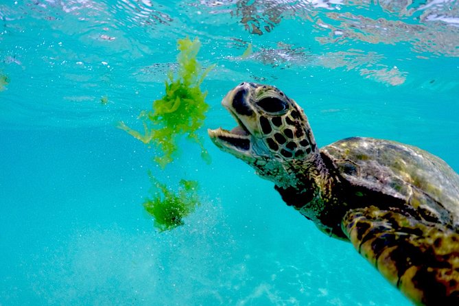 Waikiki Catamaran Snorkel Sail with Lunch: Turtles Guaranteed - Lunch, drinks, and the midday choice