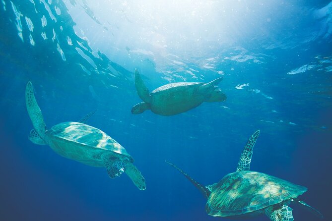 Waikiki Catamaran Snorkel Sail with Lunch: Turtles Guaranteed - Who should book this Turtle Canyon cruise?