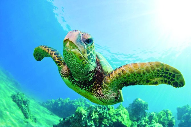 Waikiki Catamaran Snorkel Sail with Lunch: Turtles Guaranteed - Waikiki and Diamond Head from the water