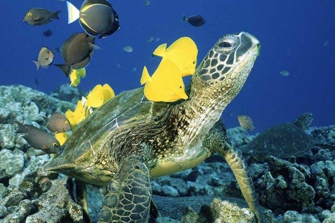 Waikiki Turtle Snorkel and Sail on Hawea Catamaran - Snorkeling gear and crew support reduce the fuss