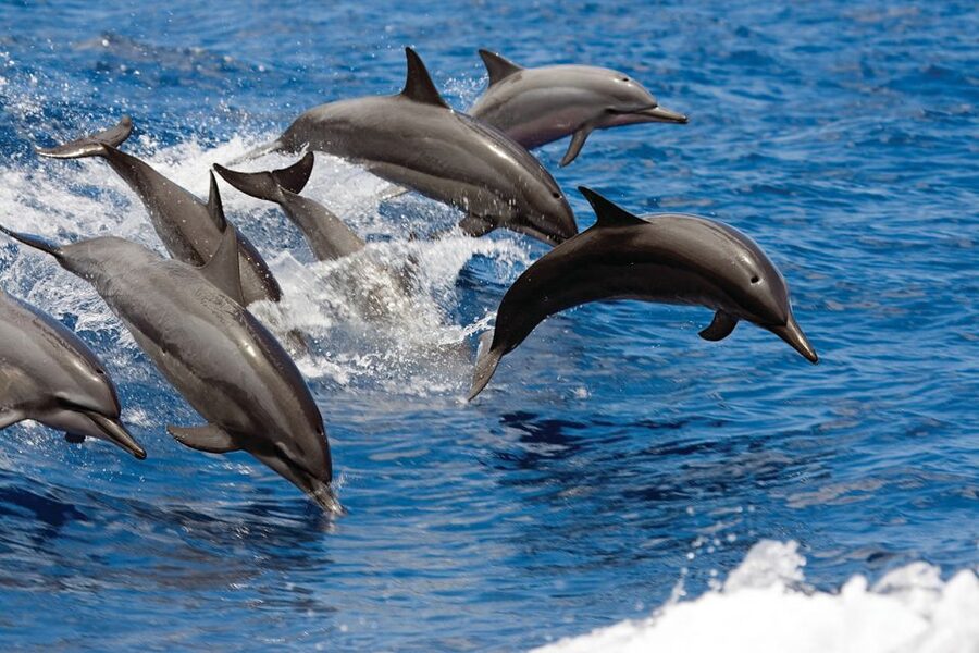 Waikoloa Catamaran Snorkel & Sail Adventure with Lunch - The snorkeling stop and reef life