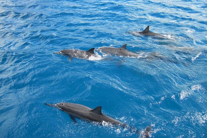 Waikoloa Catamaran Snorkel Sail Including Lunch - Quick takeaways from the Spirit of Aloha