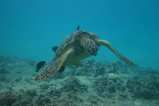 Waikoloa Catamaran Snorkel Sail Including Lunch - The Waikoloa and Kohala Coast route