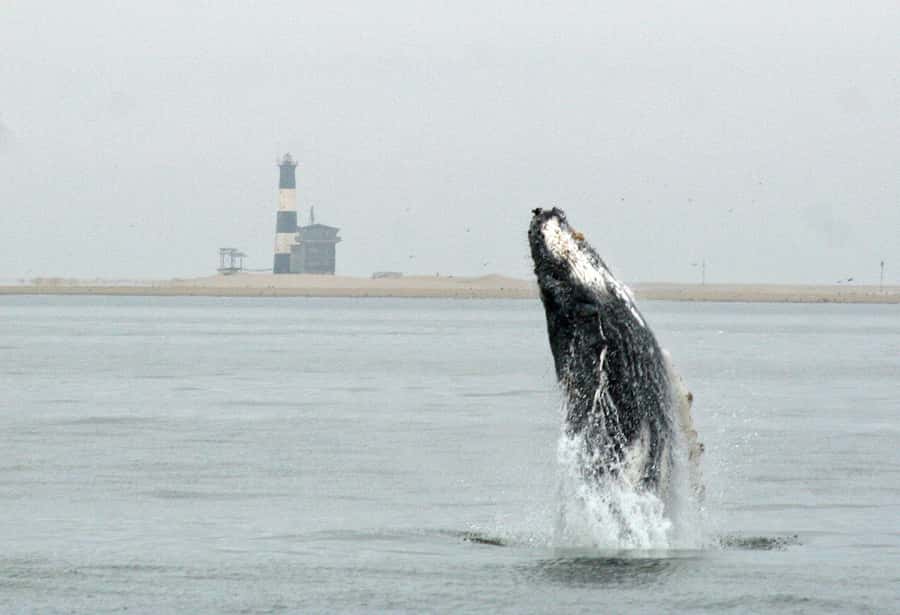 Walvis Bay: Marine Big 5 Luxury Catamaran Tour - Key points to know before booking