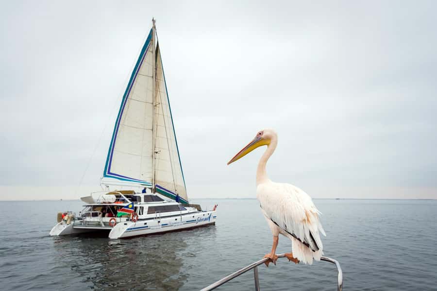 Walvis Bay: Marine Big 5 Luxury Catamaran Tour - Why this Walvis Bay cruise is different