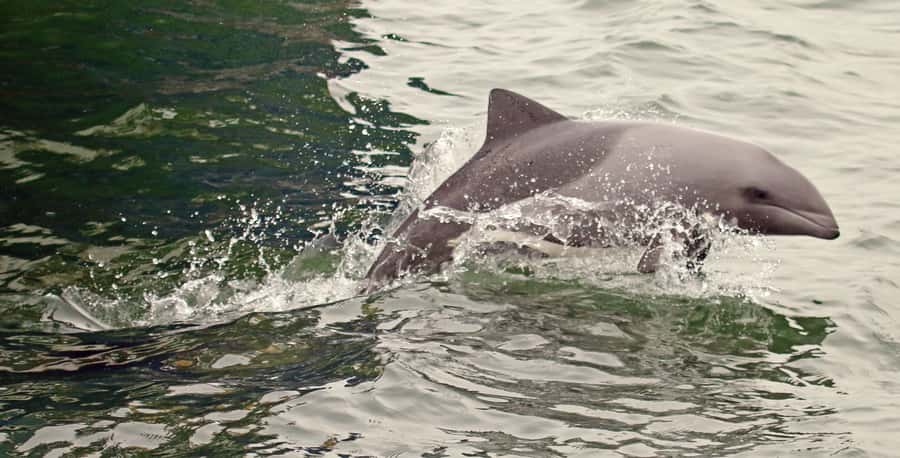Walvis Bay: Marine Big 5 Luxury Catamaran Tour - Past the lighthouse and into open water