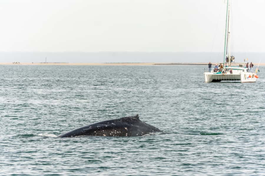 Walvis Bay: Marine Big 5 Luxury Catamaran Tour - Seasonal whales and unusual mola mola