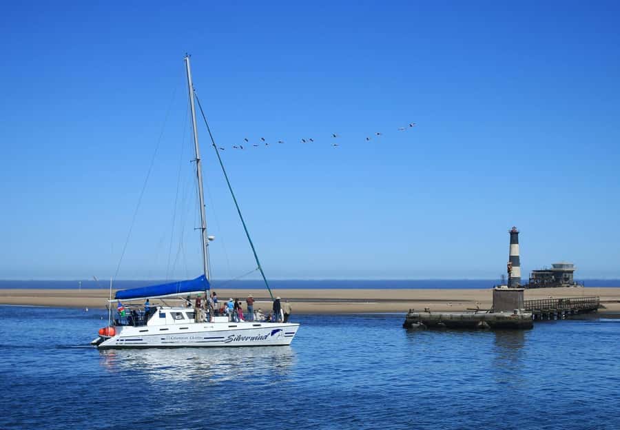 Walvis Bay: Marine Big 5 Luxury Catamaran Tour - What to bring and who should book