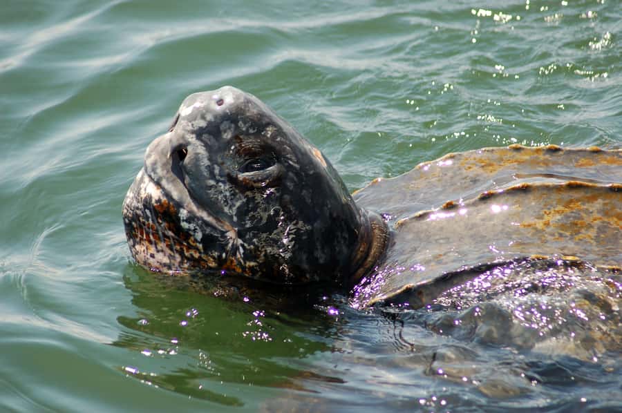 Walvis Bay: Marine Big 5 Luxury Catamaran Tour - Starting at 8:30 at the Walvis Bay Waterfront