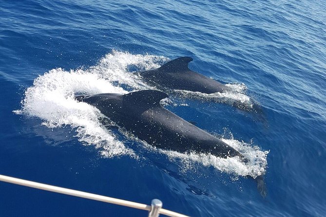 Whale and Dolphin Watching Sailing Boat with Drinks, Snacks and Swimming Time - Setting out from Puerto Colón