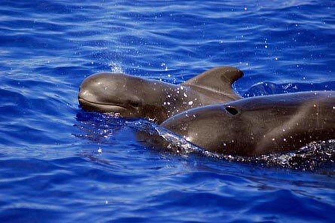 Whale and Dolphin Watching Sailing Boat with Drinks, Snacks and Swimming Time - A three-hour route with room for a swim