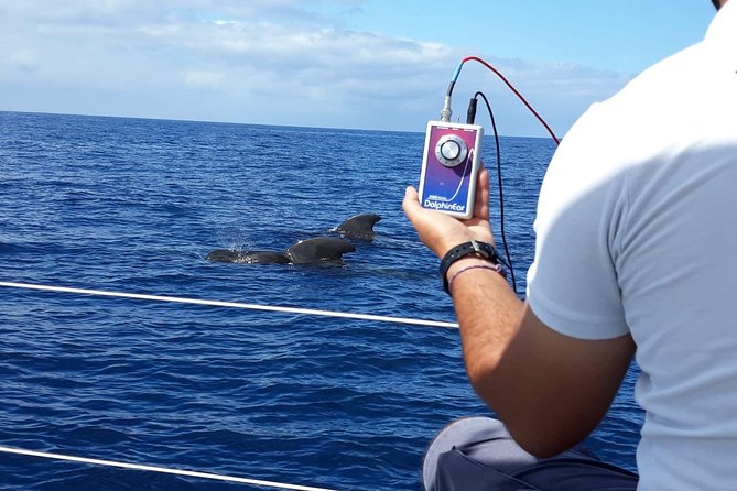 Whale and Dolphin Watching Sailing Boat with Drinks, Snacks and Swimming Time - Is $78.44 a fair price?