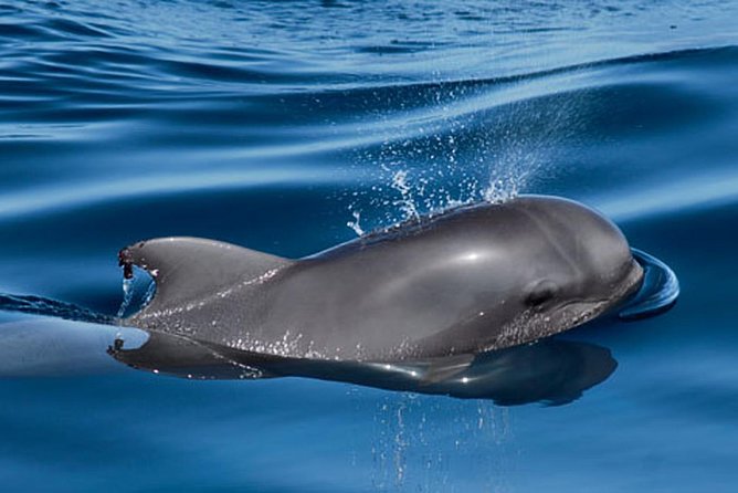 Whale and Dolphin Watching Sailing Boat with Drinks, Snacks and Swimming Time - Who will enjoy this trip most?