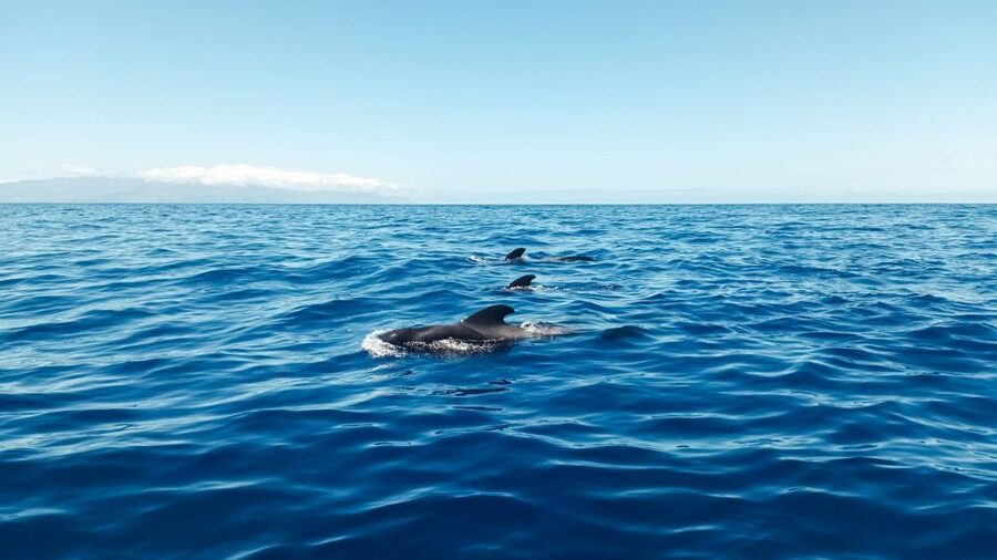Whale and Dolphin Watching Sailing Tour – Los Gigantes (3H) - Quick points before you book