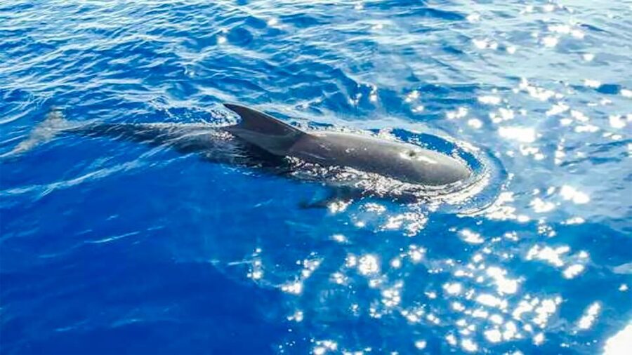 Whale and Dolphin Watching Sailing Tour – Los Gigantes (3H) - Should you book it?