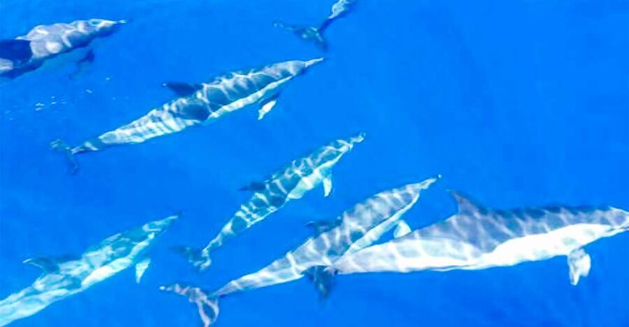 Whale and Dolphin Watching Sailing Tour – Los Gigantes (3H) - Sailing out of Los Gigantes on El Mojo Picón