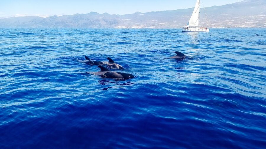 Whale and Dolphin Watching Sailing Tour – Los Gigantes (3H) - The Cliffs of the Giants from sea level