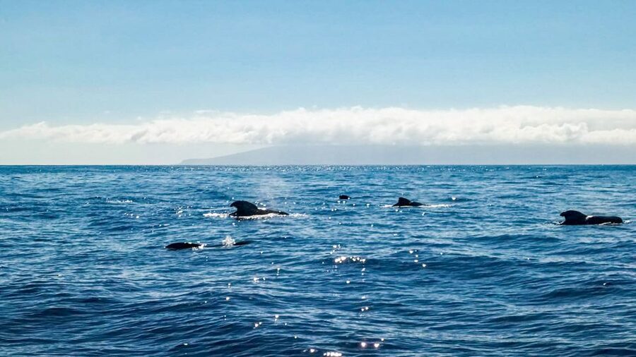 Whale and Dolphin Watching Sailing Tour – Los Gigantes (3H) - Swimming and snorkeling in a clear cove