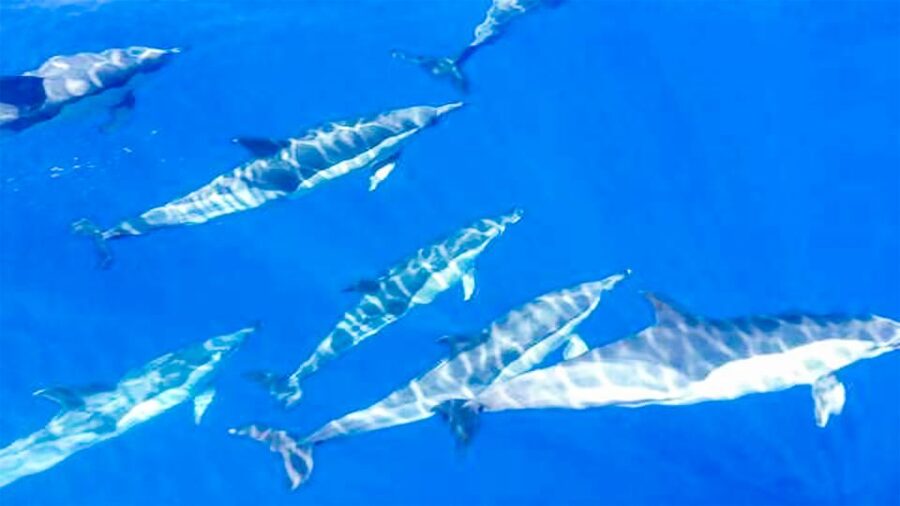 Whale and Dolphin Watching Sailing Tour – Los Gigantes (3H) - Searching the Teno-Rasca Marine Reserve