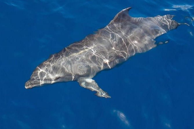 Whale and Dolphin Watching Yacht Trip in Puerto Colon - At a glance: what makes this boat trip different