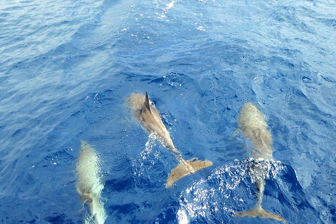 Whale and Dolphin Watching Yacht Trip in Puerto Colon - How the three-hour schedule usually feels