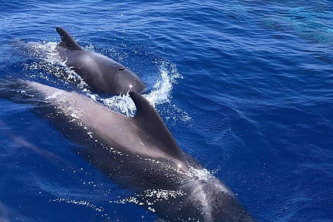 Whale and Dolphin Watching Yacht Trip in Puerto Colon - Booking details worth handling early