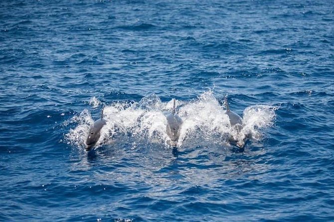 Whale and Dolphin Watching Yacht Trip in Puerto Colon - The swim and snorkeling stop