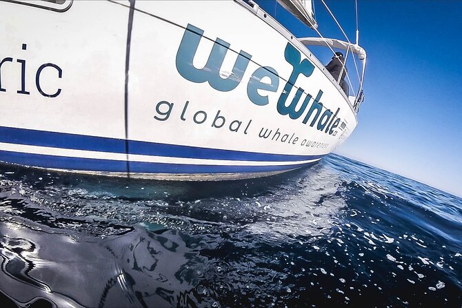 Whale & Dolphin Observation on Electric Sailing Boat in Denia - A quiet morning from Denia to Cabo de San Antonio