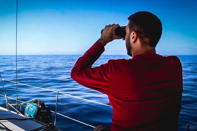 Whale & Dolphin Observation on Electric Sailing Boat in Denia - Watching for dolphins, whales, and smaller signs of life