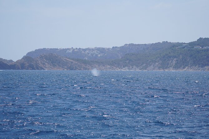 Whale & Dolphin Observation on Electric Sailing Boat in Denia - Drinks, fruit, and the practical value of the price