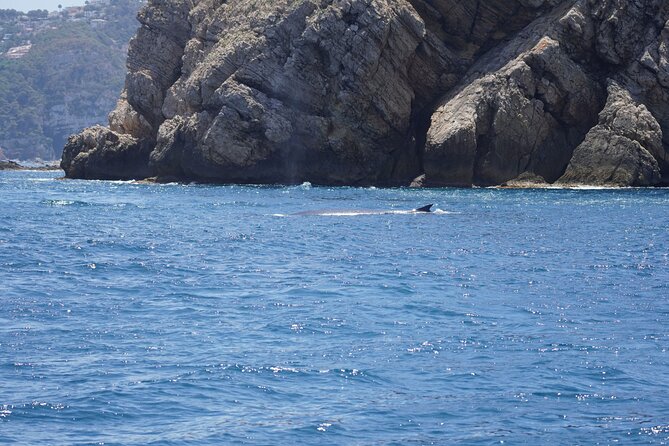 Whale & Dolphin Observation on Electric Sailing Boat in Denia - Sea conditions and the seasickness question