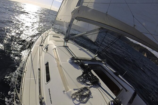 Whale & Dolphin Observation on Electric Sailing Boat in Denia - Who will enjoy this Denia wildlife trip most