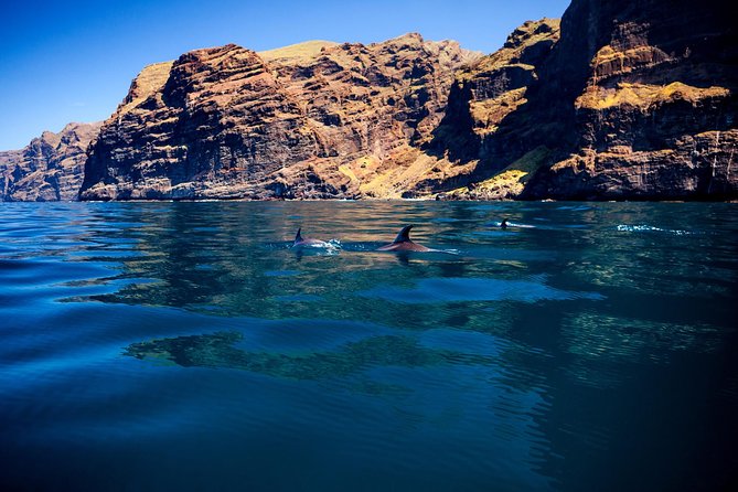 Whale watching and listening Eco-Catamaran Tour with Food Tasting - Sandwiches, drinks, and time on deck