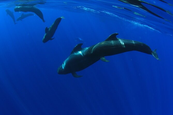 Whale watching and listening Eco-Catamaran Tour with Food Tasting - Who will enjoy this Tenerife boat trip?