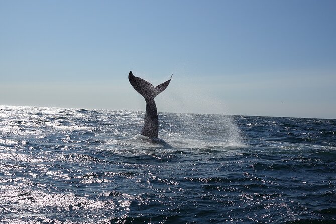 Whale Watching Cruise on a Yacht in Reykjavik - Leaving Reykjavik’s Old Harbour