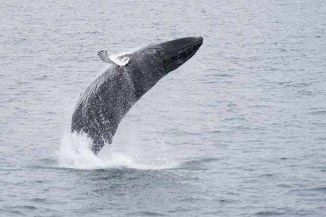 Whale Watching Cruise on a Yacht in Reykjavik - How the yacht feels on the water