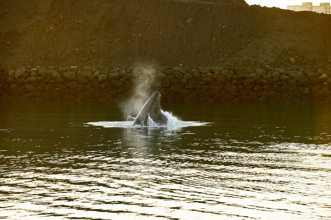 Whale Watching Cruise on a Yacht in Reykjavik - Weather, cold, and seasickness