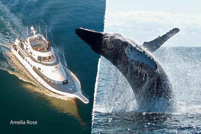 Whale Watching Cruise on a Yacht in Reykjavik - The guide and wildlife etiquette